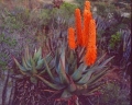   / Aloe ferox