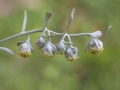 ,  / Artemisia absinthium
