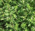   / Artemisia vulgaris