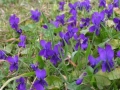  / Viola odorata  / Viola tricolor